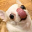 chiwawa