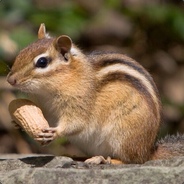Black Chipmunk
