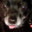 DaRodent avatar