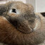 Avatar of Rabbit