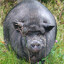 RaChaMoopa's avatar