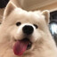 煎饼狗子