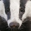 Badger