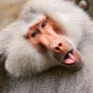 Elder_Baboon