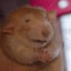 Ratten