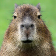 Capybara Lover