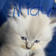 Miau Miau Miau Miau Miau Miau