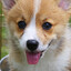 puppydog