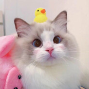 YX『夜袭』喵喵SAMA