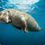 DUGONG