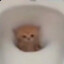 котмк в унитазе's avatar