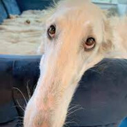 Long Snoot