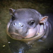 Hippo