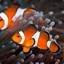 Clownfish85326