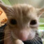 gato