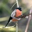 Dizzlebird