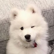 White Fluff