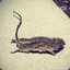 Bible_Rat