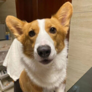 猪猪开天宝剑！