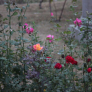 开国将军宇将军