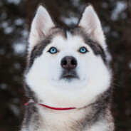 huskiiben