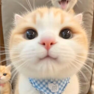 猫猫~