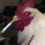 Primarch Rooster