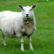 TheSheep