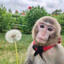 monkey back flip