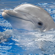 Dolphin