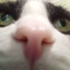pinguin