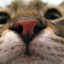Jess