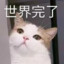 猫不由己