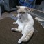 15.10.2019 MEOW