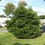 Bush