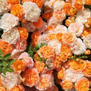 六盘山上高峰，红旗漫