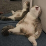 多穿女装才能变强