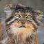 manul