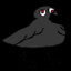 ravenZ