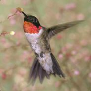 Potviskak - steam id 76561197961789629