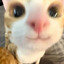DaZzDiNgOo