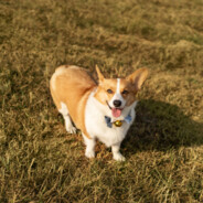 PoohUp
