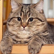 Котяра