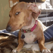 WeinerBoi