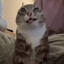 Cat 1
