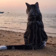 _我菜我不难受嘛_