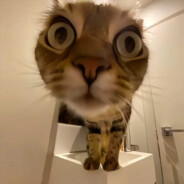 爱你我是认真的