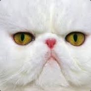 dabbi