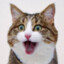 煮拉面的猫