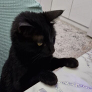 Jin5irx - steam id 76561198448696255